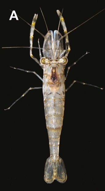 Macrobrachium nipponense