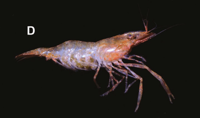 Macrobrachium venustum Macrobrachium venustum