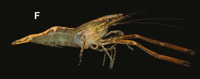 Macrobrachium venustum Macrobrachium venustum