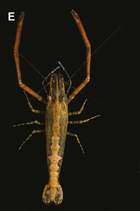 Macrobrachium venustum Macrobrachium venustum