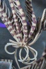 Prometra perplexa Gislén 1927 HOLO COPEN CRI-33 