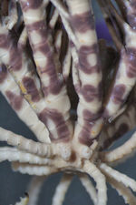 Prometra perplexa Gislén 1927 HOLO COPEN CRI-33