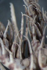 Prometra perplexa Gislén 1927 HOLO COPEN CRI-33