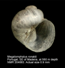 Megalomphalus ronaldi
