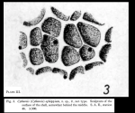 Cythereis (Cythereis) ephippiata Skogsberg, 1928 from the original description (Skogsberg, 1928; Pl. III, fig. 3)