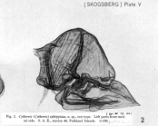 Cythereis (Cythereis) ephippiata Skogsberg, 1928 from the original description (Skogsberg, 1928; Pl. V, fig. 2)