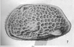Cythereis (Cythereis) ephippiata Skogsberg, 1928 from the original description (Skogsberg, 1928; Pl. II, fig. 7)