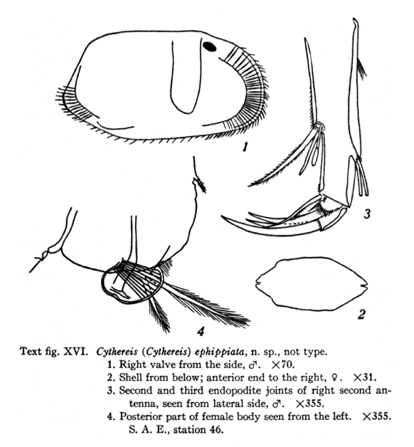 Cythereis (Cythereis) ephippiata Skogsberg, 1928 from the original description (Skogsberg, 1928; text-fig. XVI)