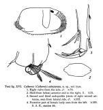 Cythereis (Cythereis) ephippiata Skogsberg, 1928 from the original description (Skogsberg, 1928; text-fig. XVI)