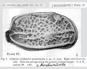 Cythereis (Cythereis) recurvirostra Skogsberg, 1928 (Pl. IV, fig. 1) from the original description