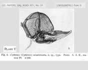 Cythereis (Cythereis) recurvirostra Skogsberg, 1928 (Pl. V, fig. 4) from the original description