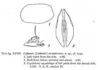 Cythereis (Cythereis) recurvirostra Skogsberg, 1928 (Text fig. XVIII) from the original description