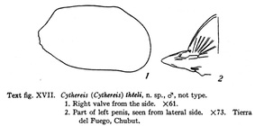 Cythereis (Cythereis) theeli Skogsberg, 1928 (Text. fig 27) from the original description