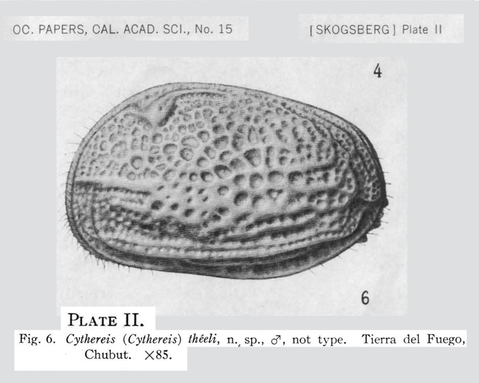 Cythereis (Cythereis) theeli Skogsberg, 1928 (Pl. II, fig. 6) from the original description