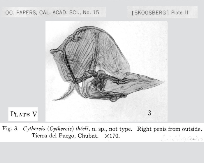 Cythereis (Cythereis) theeli Skogsberg, 1928 (Pl. V, fig. 3) from the original description