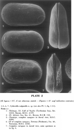 Cytherella vulgatella_Aiello, Barra, Bonaduce & Russo_1996_from original description