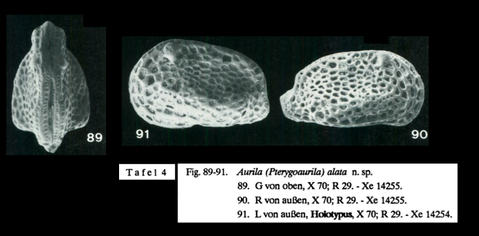 Aurila (Pterygoaurila) alata Mostafawi, 1989 from the original description