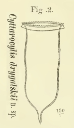 Original depiction of Cymatocylis drygalskii as Cyttarocylis drygalskii