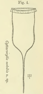 Original illustration of Cymatocylis nobilis as Cyttarocylis nobilis