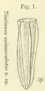 Original illustration as Tintinnus quinquealatus