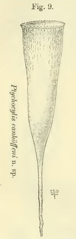 Original illistration of Cymatocylis vanhöffeni as Ptychocylis vanhöffeni