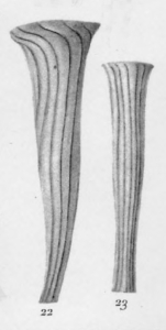 Original illustration of Daturella datura as Tintinnus datura