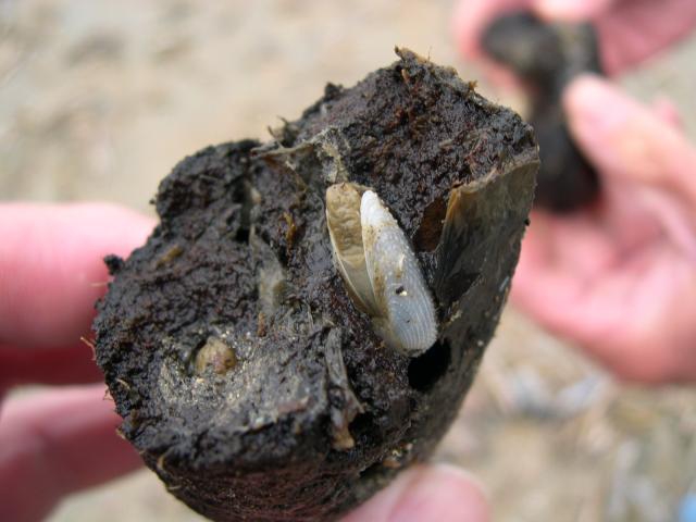 barnea candida barnea candida