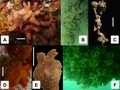 Tunicata (sea squirts)