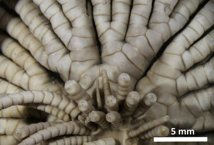 Alecto flagellata Müller, 1841 Holotype Leiden 1784 