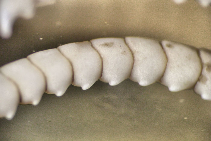 Alecto flagellata Müller, 1841 Holotype Leiden 1784 