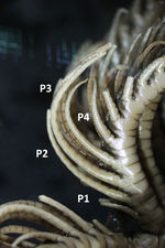 Alecto flagellata Müller, 1841 Holotype Leiden 1784 