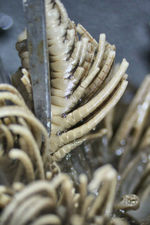 Alecto flagellata Müller, 1841 Holotype Leiden 1784 