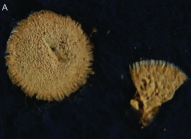 Halicnemia patera Syntype