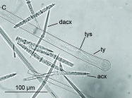 Halicnemia patera spicules