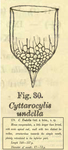 Epiplocylis undella first described as Cyttarocylis undella