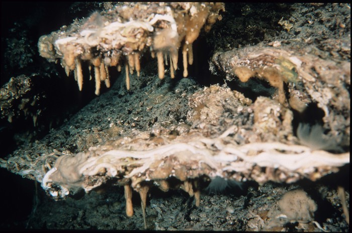 Plakina weinbergi Plakina weinbergi