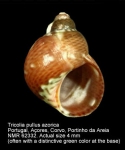 Tricolia pullus azorica