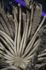 Alecto palmata Müller, 1841 (=Lamprometra palmata) Syntype Copenhagen CRI-35 