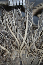 Alecto palmata Müller, 1841 (=Lamprometra palmata) Syntype Copenhagen CRI-35 