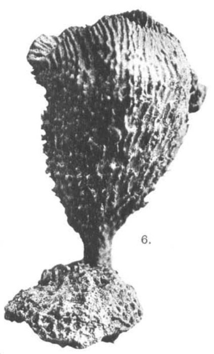 Acanthella pulcherrima var. calyx Dendy, 1922 holotype