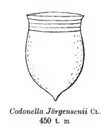 original illustration of Codonella jörgensenii from Cleve 1902