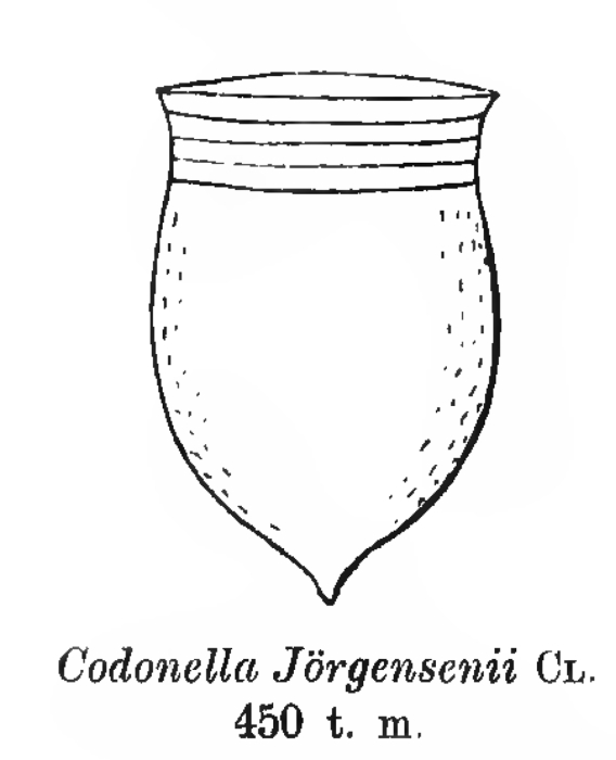 original illustration of Codonella j�rgensenii from Cleve 1902