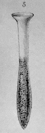 Original illustration of Tintinnus steenstrupii from Claparède and Lachman 1858