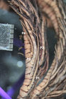Dichrometra austini AM Clark, 1972 Holotype BMNH 1969.5.13.113