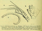 Dichrometra austini AM Clark, 1972 Holotype BMNH 1969.5.13.113