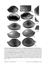 Bairdoppilata hirsutella Maddocks, 2022 from the original description