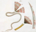 Scolopendra majore, tubularia Baster, 1760 colour plate 9