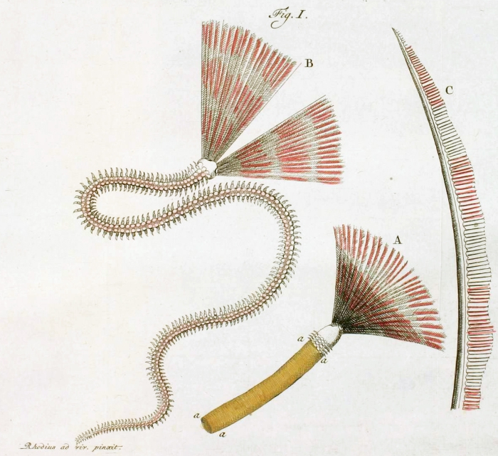 Scolopendra majore, tubularia Baster, 1760 colour plate 9 Scolopendra majore, tubularia Baster, 1760 colour plate 9