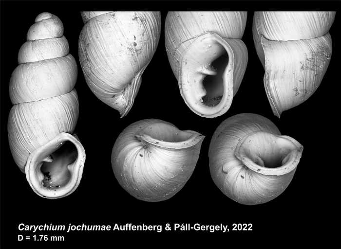 holotype of Carychium jochumae Auffenberg & Páll-Gergely, 2022