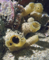 Porifera (sponges)